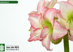 hippeastrum Double Record (2)